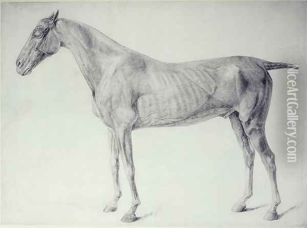 Diagram from The Anatomy of the Horse 2 Oil Painting - George Stubbs