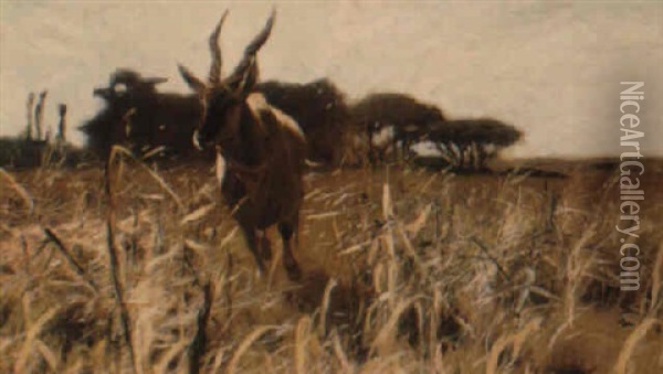Galoppierende Gazelle In Der Savanne Oil Painting - Wilhelm Friedrich Kuhnert