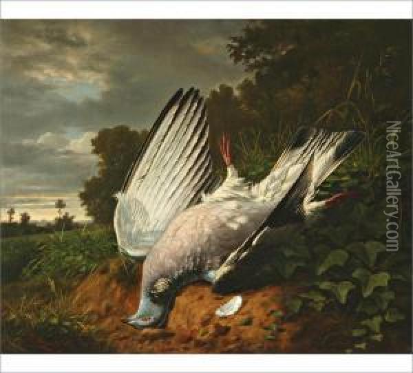 A Dove Oil Painting - Benjamin Fils Raspail