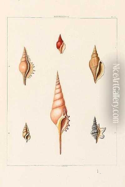 Conchology, Or The Natural History Of Shells: Containing A New Arrangement Of The Genera And Species, Illustrated By Coloured Engravings Executed From The Natural Specimens, And Including The Latest Discoveries Oil Painting - George Percy Ashburnham
