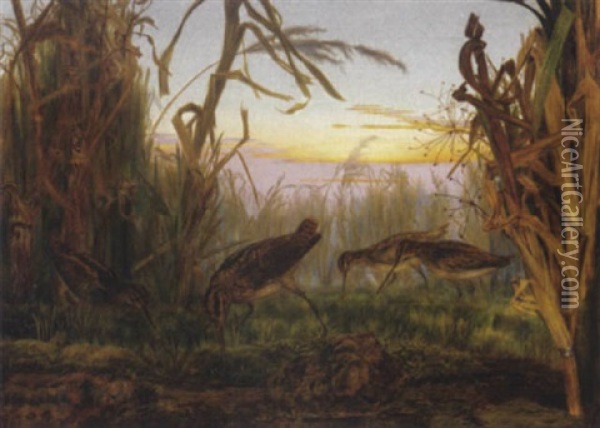 Woodcocks In A Marsh Oil Painting - Rosa Brett