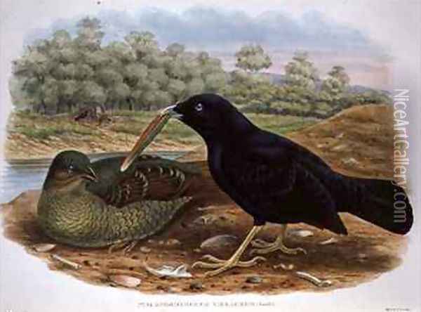 Ptilonorhyncus Violaceus Satin Bowerbird Oil Painting - William M. Hart