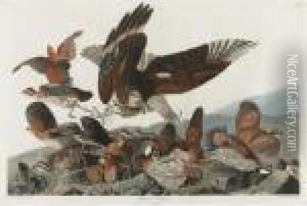 Virginia Partridge (plate 76) Oil Painting - John James Audubon