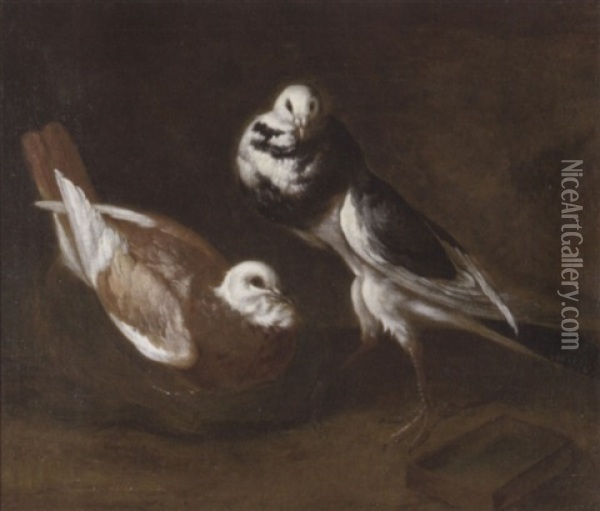 Zwei Tauben Oil Painting - Giovanni Agostino (Abate) Cassana