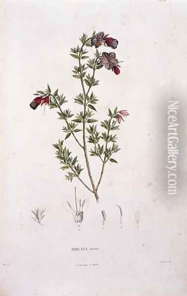 Rhexia stricta, engraved by Bouquet, plate 8 from Part VI of Voyage to Equinoctial Regions of the New Continent by Friedrich Alexander, Baron von Humboldt 1769-1859 and Aime Bonpland 1773-1858 pub. 1806 Oil Painting - Pierre Jean Francois Turpin
