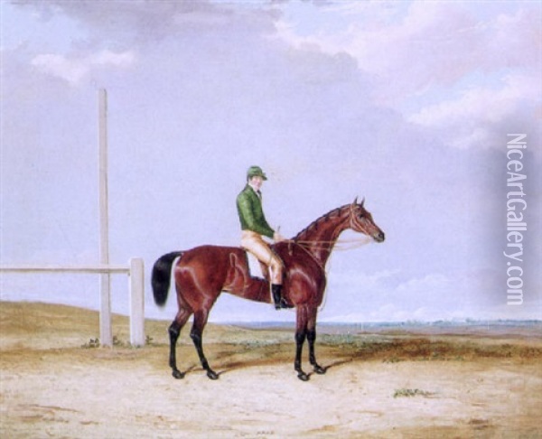 The Bay Racehorse 