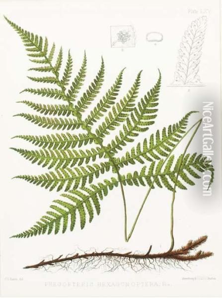 The Ferns Of North America Oil Painting - Daniel Cady Eaton