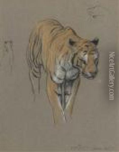 Nepalese Tigress Oil Painting - Arthur Wardle