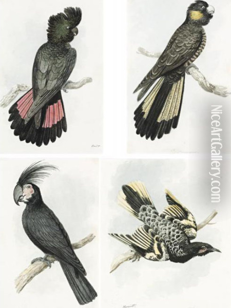 A Rare Group Of Four Early Watercolours Of Australian Birds Oil Painting - Samuel Howitt