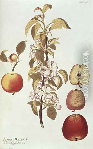Pyrus Malus Apple Oil Painting - Joseph Jacob Plenck