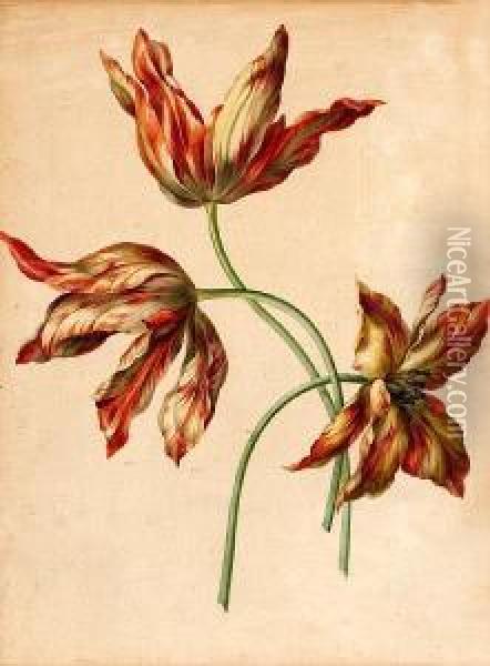 A Study Of Three Tulips Oil Painting - Franz Xaver Petter