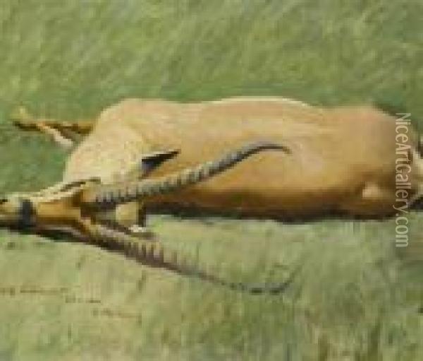 Grant's Gazelle Outstretched. Oil Painting - Wilhelm Kuhnert