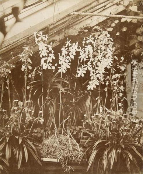 Orchids Penllergare Oil Painting - John Dillwyn Llewellyn