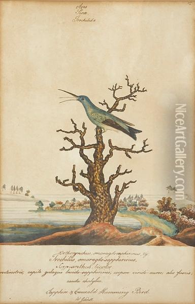 Sapphire & Emerald Hummingbird; White-throated Hummingbird (a Pair) Oil Painting - William Goodall