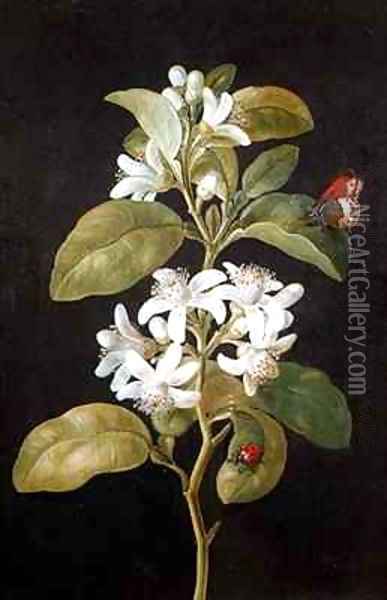 Pear Blossom Oil Painting - Barbara Regina Dietzsch
