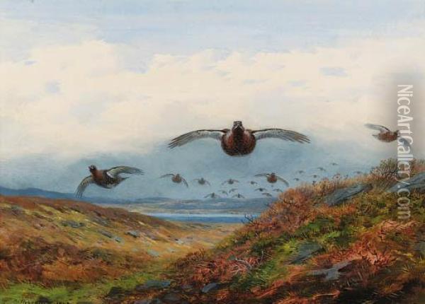 Red Grouse In Flight Over Moorland Oil Painting - Archibald Thorburn