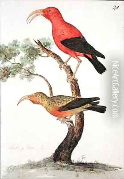 f29 Red Sickle bill Olakele or Liwi Vestiaria coccinea Oil Painting - William Ellis