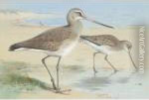 A Pair Of Black-tailed Godwit Oil Painting - Archibald Thorburn