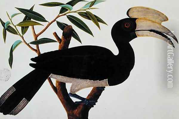 Ke-ke, from 'Drawings of Birds from Malacca', c.1805-18 (3) Oil Painting - Anonymous Artist