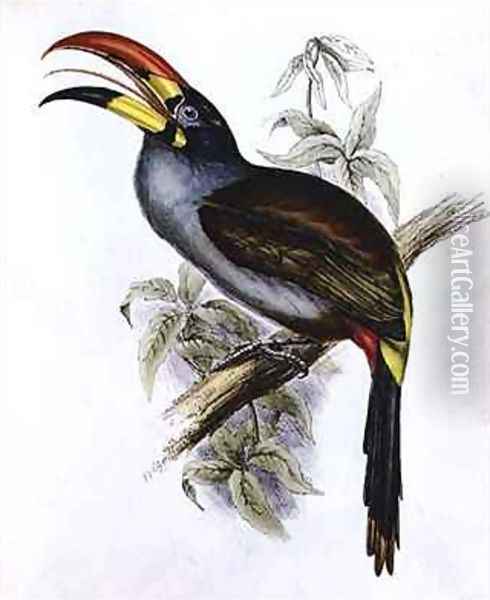 Pteroglossus Hypoglaucus from Tropical Birds Oil Painting - John Gould