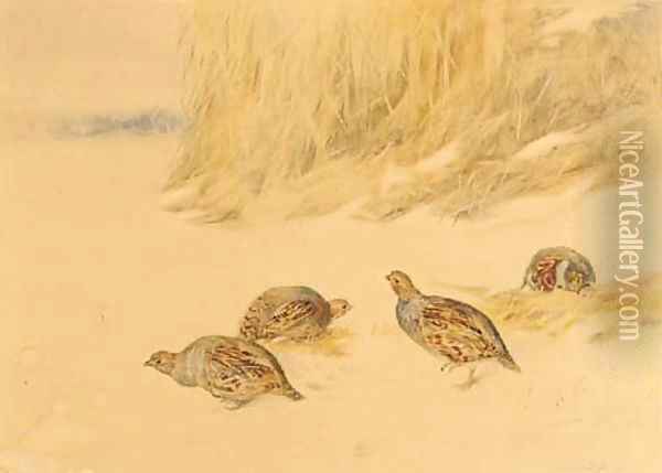 Partridges before a bed of reeds Oil Painting - Frank Southgate