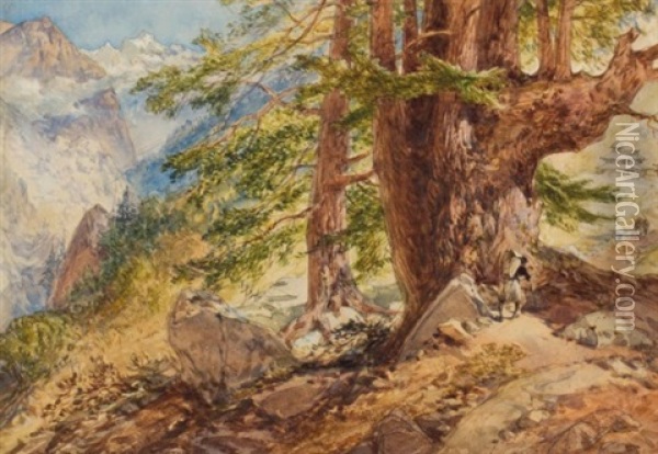 A Large Deodar Tree In The Himalayas Oil Painting - William Simpson