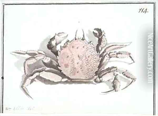f114 Crab Erimacrus isenbeckii Oil Painting - William Ellis