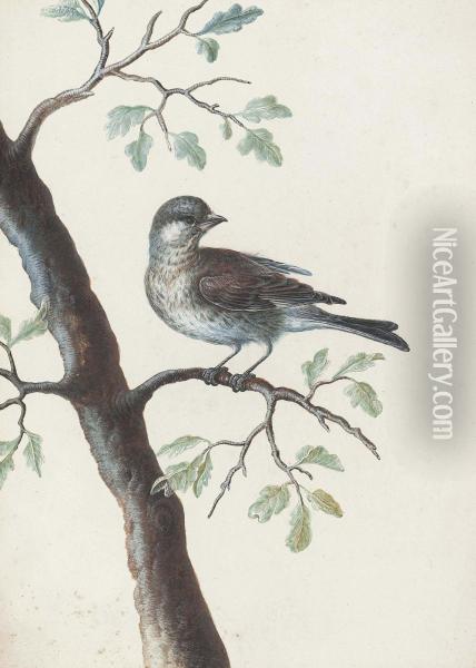 A Bird On An Oak Branch Oil Painting - Christophe-Ludwig Agricola