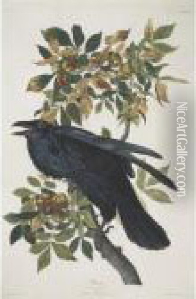 Pigeon Hawk; And Raven (plates Xcii And Ci) Oil Painting - John James Audubon