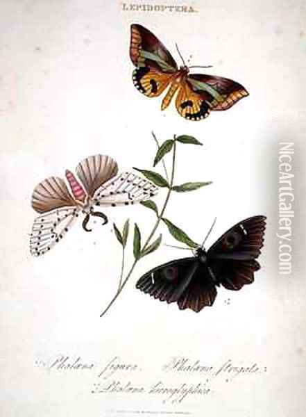 Butterflies Phalaena Figura Phalaena Strigata and Phalaena Hieroglyphica Oil Painting - Edward Donovan