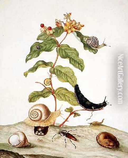 Hypericum Baxiforum with snails and a beetle 1695 Oil Painting - Maria Sibylla Merian