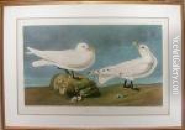 Ivory Gull Oil Painting - John James Audubon