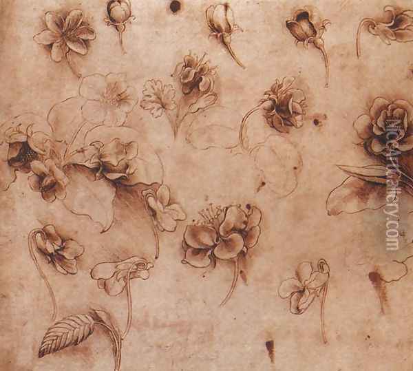 Flower Studies Oil Painting - Leonardo Da Vinci