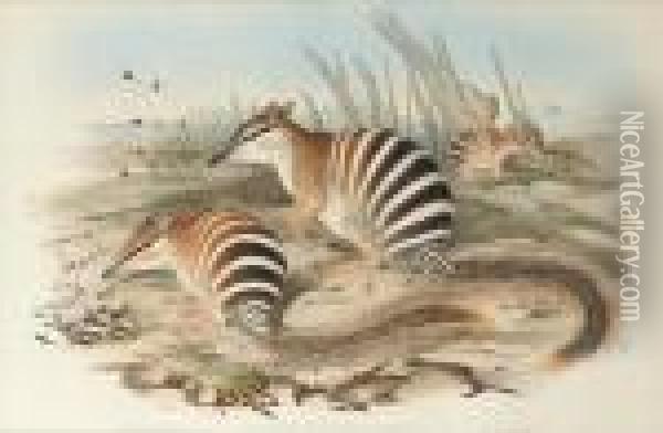 Banded Myrmecobius (myrmecobius Fastiatus) Oil Painting - John H. Gould