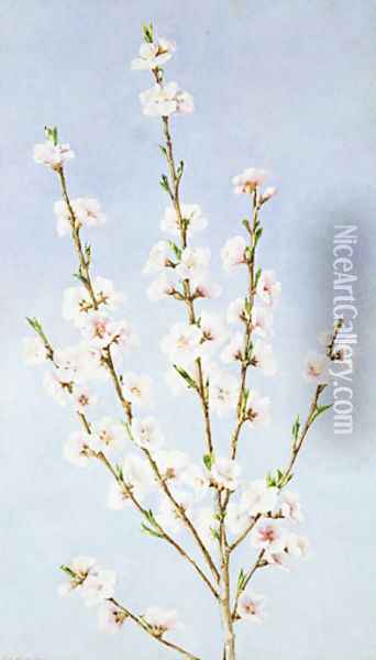 Peach Blossoms Oil Painting - John William Hill