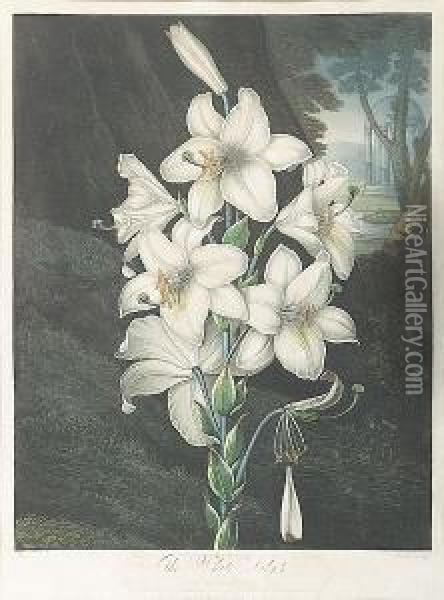 The White Lily Oil Painting - Joseph Constantine Stadler