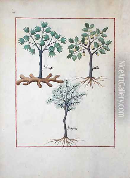 Illustration from the Book of Simple Medicines by Mattheaus Platearius d.c.1161 c.1470 7 Oil Painting - Robinet Testard