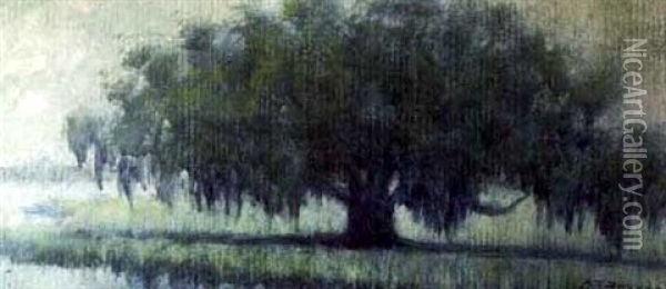 Louisiana Live Oak Oil Painting - Alexander John Drysdale