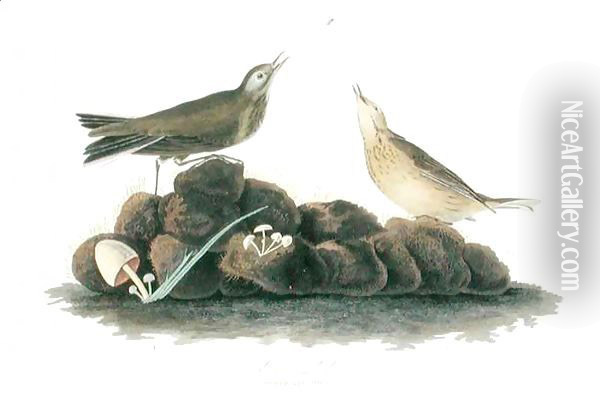 Brown Lark, from 'Birds of America' Oil Painting - John James Audubon