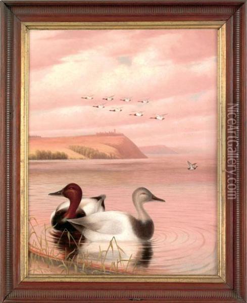 Ducks Off Of Turkey Pointe Oil Painting - George Cope