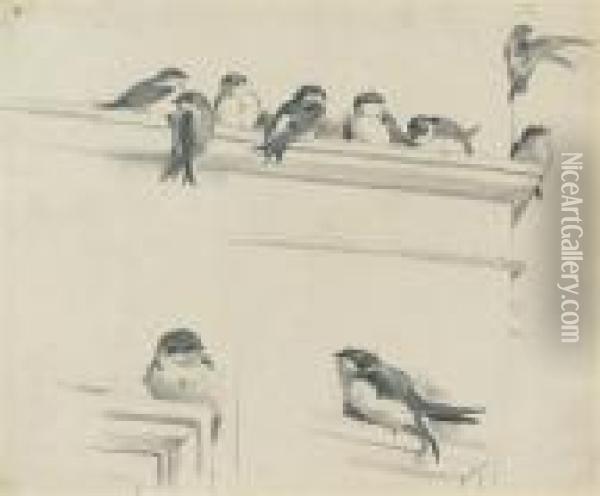 Studies Of House Martins Oil Painting - Archibald Thorburn