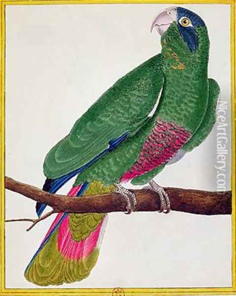 Parrot from Histoire Naturelle des Oiseaux by Georges de Buffon Oil Painting - Francois Nicolas Martinet