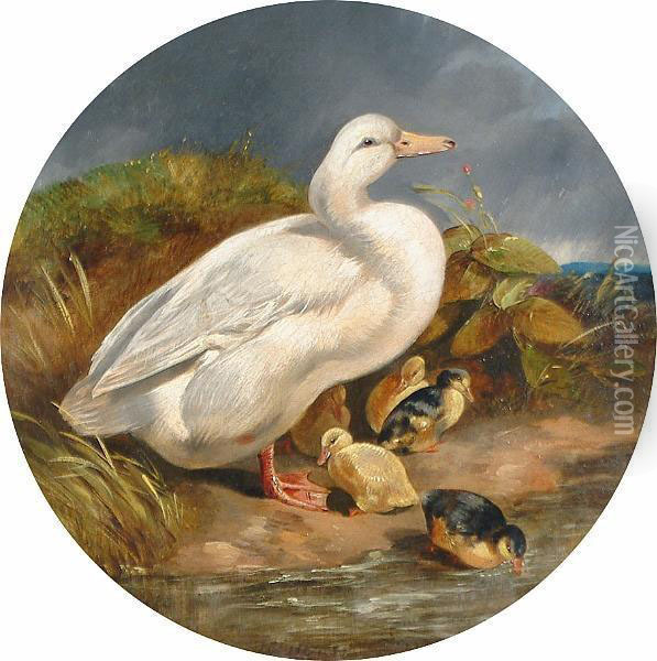 Duck And Ducklings Oil Painting - John Frederick Herring Snr