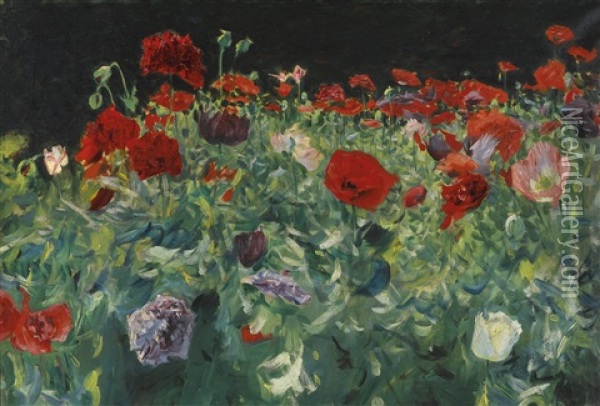 Poppies (a Study Of Poppies For 