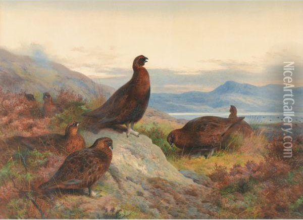 The Morning Call-red Grouse Oil Painting - Archibald Thorburn