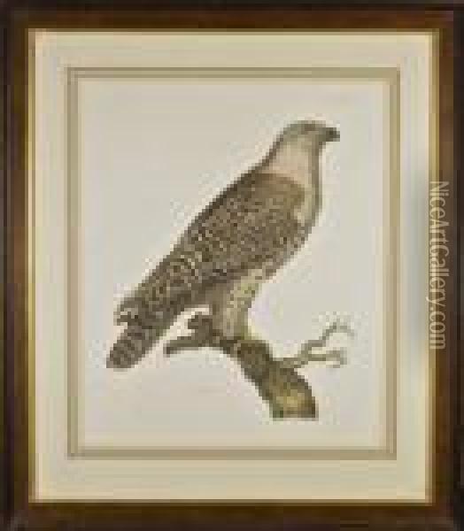 Ornithological Print Of A Falcon Oil Painting - John James Audubon