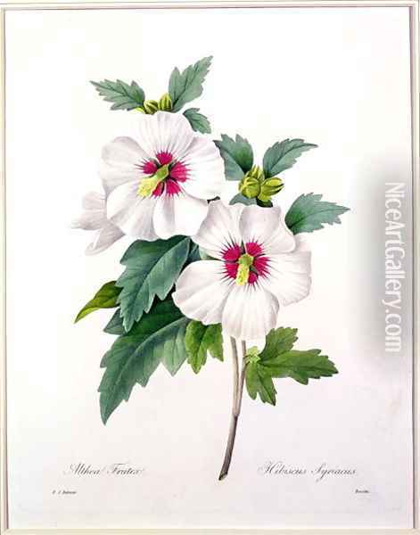 Hibiscus syriacus, engraved by Bessin, from Choix des Plus Belles Fleurs, 1827 Oil Painting - Pierre-Joseph Redoute