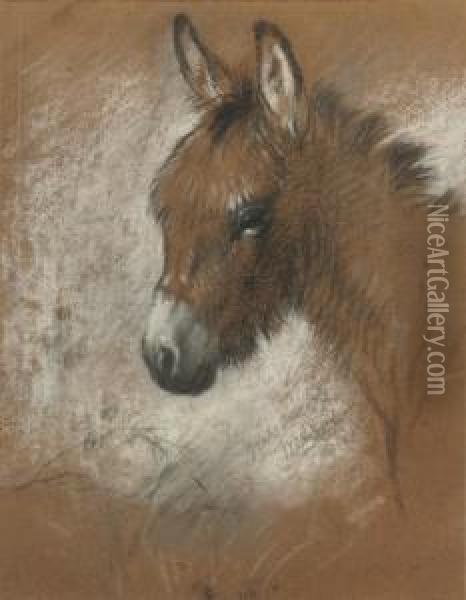 Study Of A Favourite Donkey Oil Painting - Walter Hunt