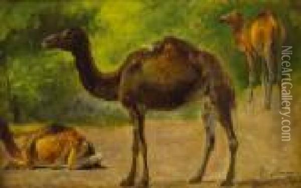 Camellos Oil Painting - Tomas Moragas y Torras