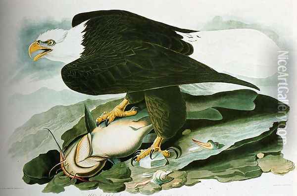 The Bald Headed Eagle From Birds Of America Oil Painting - John James Audubon
